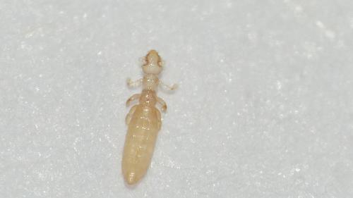 Gliricola porcelli